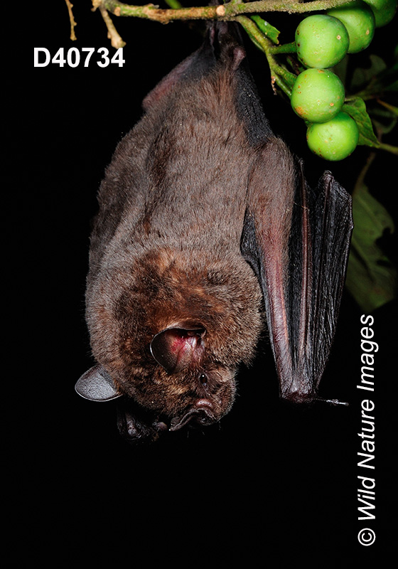 Artibeus obscurus, Dark Fruit-eating Bat